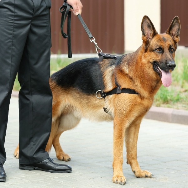 agent-securite-maitre-chien-entreprise